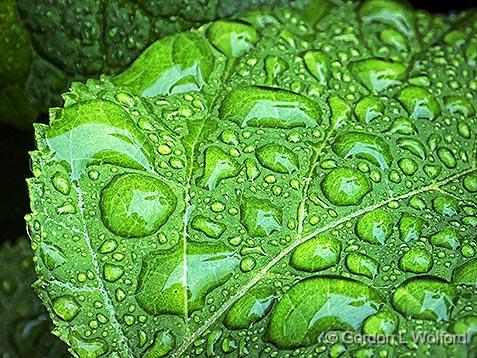 Wet Leaf_DSCF03616.jpg - Photographed at Smiths Falls, Ontario, Canada.